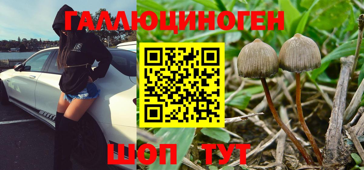 Галлюциногенные грибы Psilocybe Лангепас
